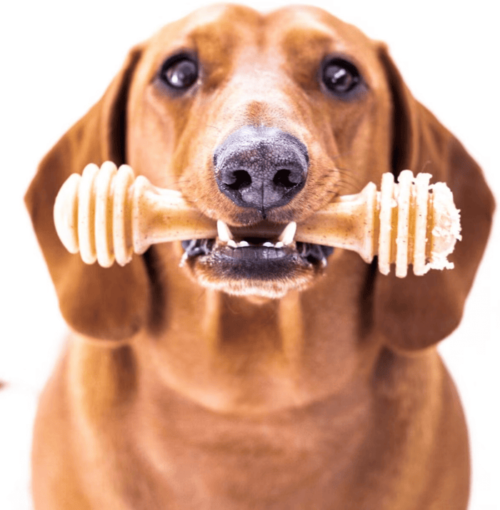 SodaPup Nylon Honey Bone Ultra Durable Dog Chew Small & Large - Glad Dogs Nation | ALL Profits Donated