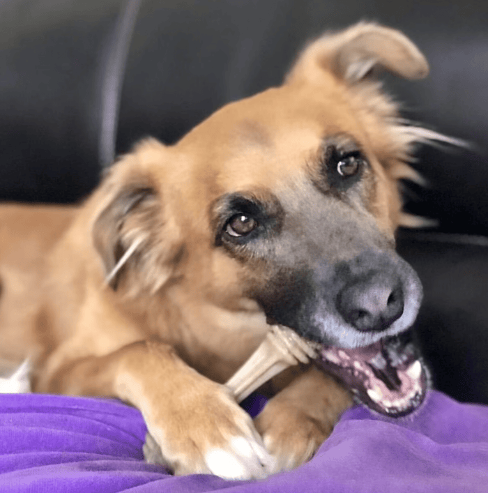 SodaPup Nylon Honey Bone Ultra Durable Dog Chew Small & Large - Glad Dogs Nation | ALL Profits Donated