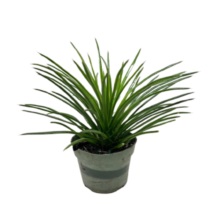 Agave succulent in gray pot, long green spiky leaves