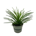 Agave succulent in gray pot, long green spiky leaves