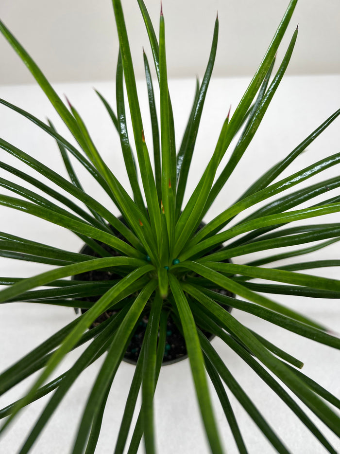 Agave succulent in pot with dense rosette of long green leaves