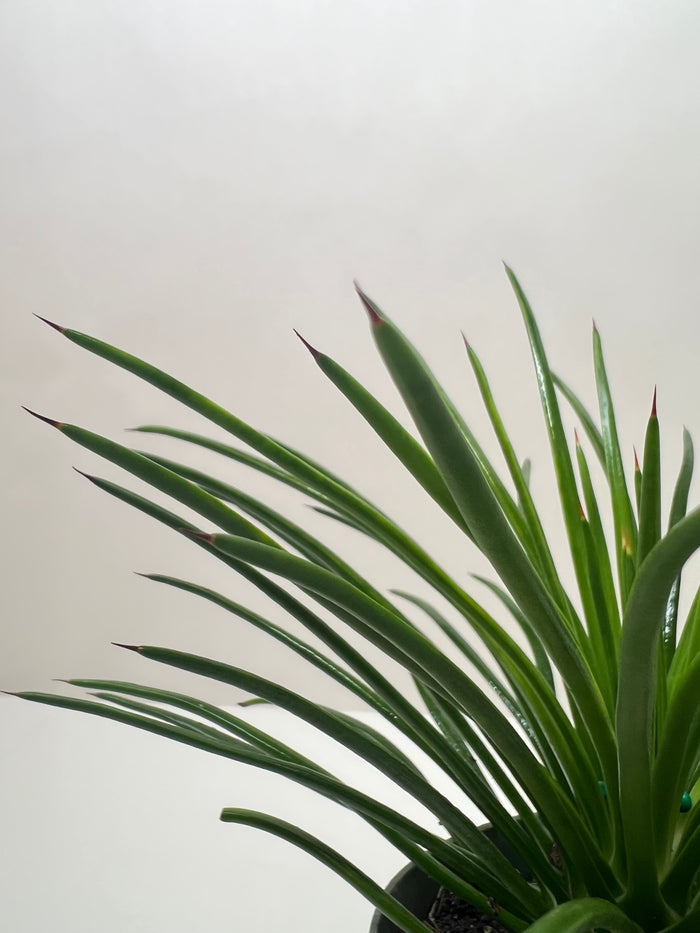 Agave succulent with upright long green leaves in dark center