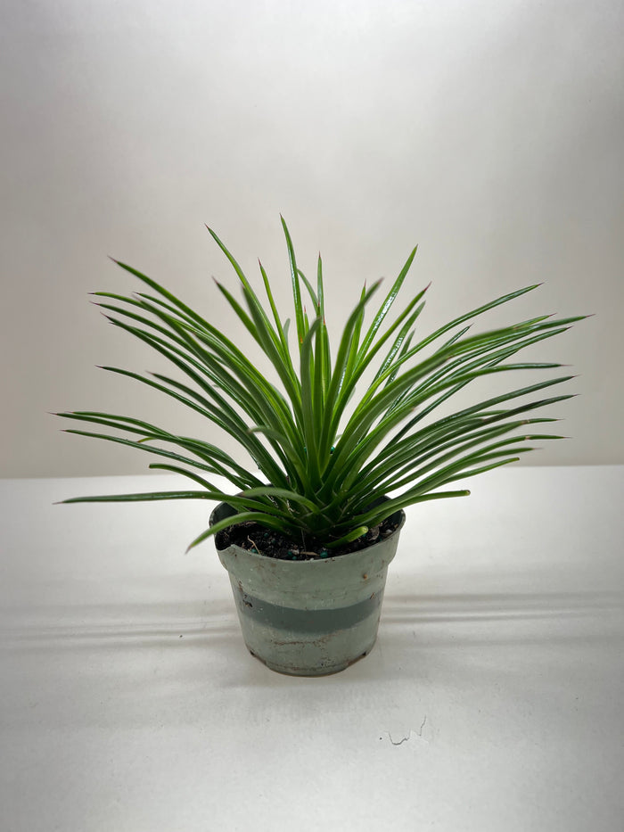 Agave succulent in gray pot, upright fan of green leaves