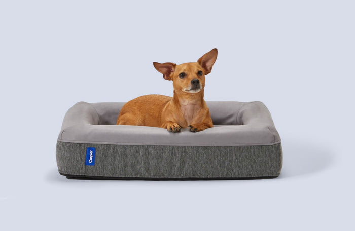 A dog lying comfortably in Casper's Dog Bed