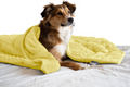 Weighted calming blanket for pets in plush minky fabric