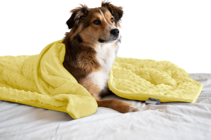 Weighted calming blanket for pets in plush minky fabric