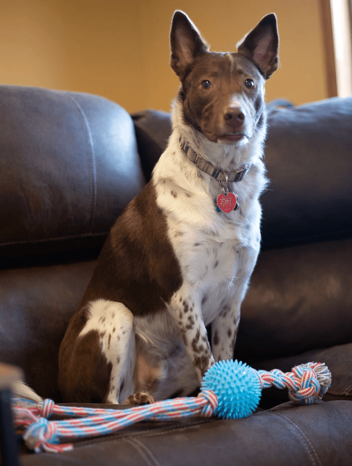 ThoozyPet Squid Tails Tug Rope Dog Toy with TPR Spike Ball 22", 3 Colors - Glad Dogs Nation | ALL Profits Donated