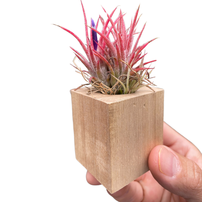 Tillandsia air plant Ionantha in light wood magnetic cube planter, held