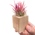Tillandsia air plant Ionantha in light wood magnetic cube planter, held
