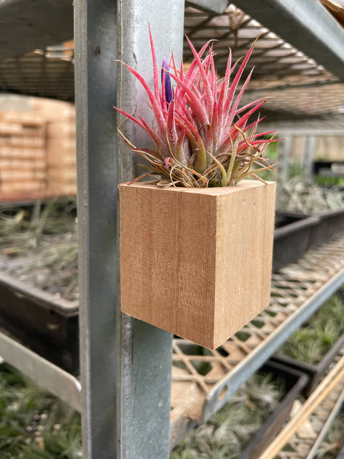 Tillandsia air plant Ionantha in light wood cube planter on metal rack