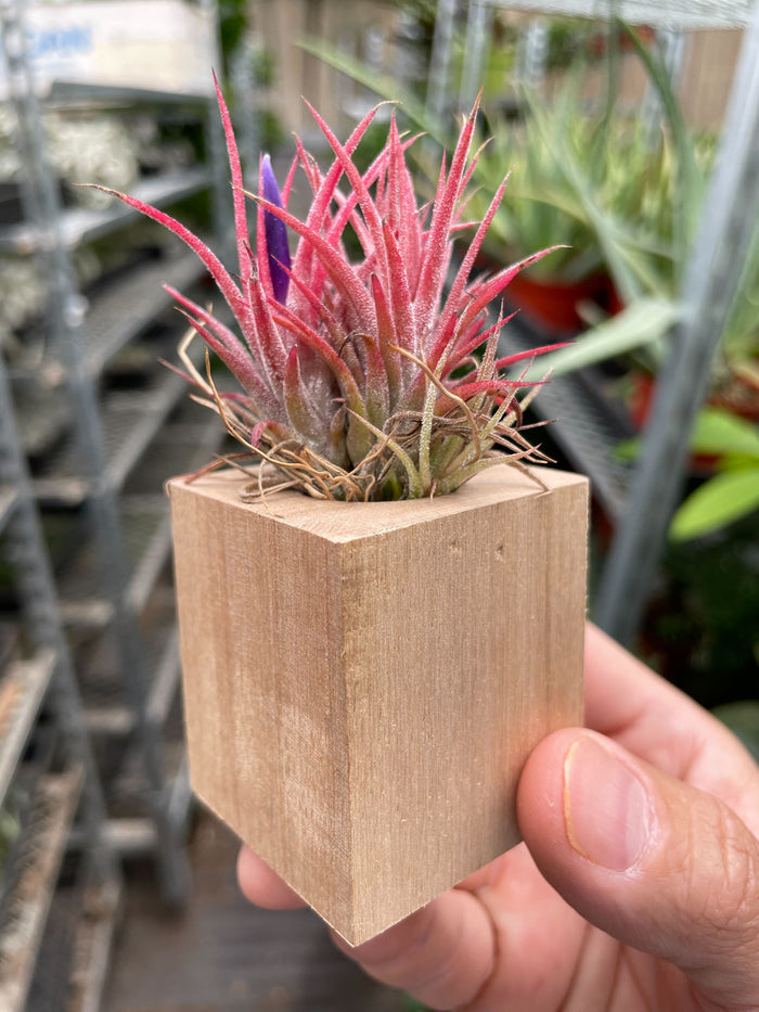 Tillandsia air plant Ionantha in light wood cube planter, close-up held
