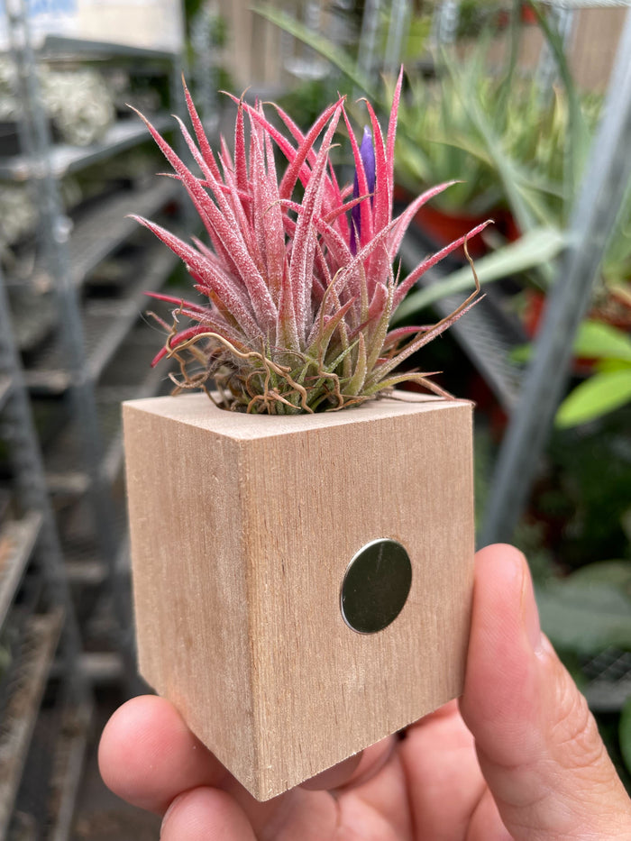 Tillandsia air plant Ionantha in light wood magnetic planter with oval cutout