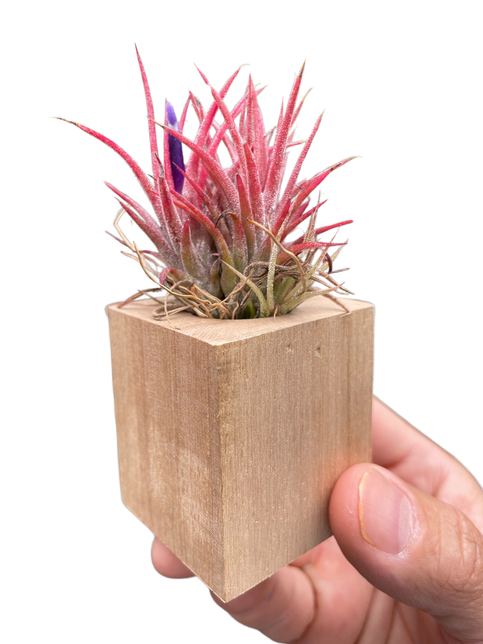 Tillandsia air plant Ionantha in light wood cube planter, held