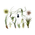 Air plant variety set with spray bottle and multiple tillandsia plants