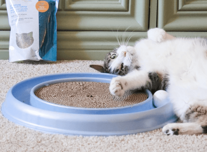 SAVE! Turbo Scratcher Cat Toy with Ball / Made in USA - Glad Dogs Nation | ALL Profits Donated