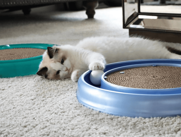 SAVE! Turbo Scratcher Cat Toy with Ball / Made in USA - Glad Dogs Nation | ALL Profits Donated