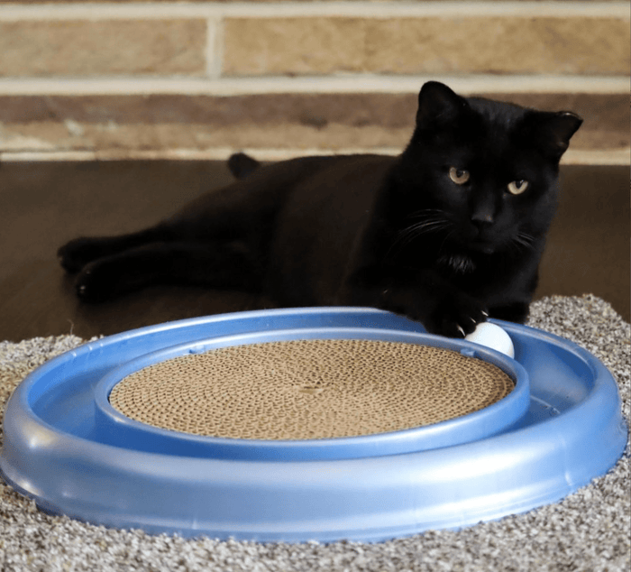 SAVE! Turbo Scratcher Cat Toy with Ball / Made in USA - Glad Dogs Nation | ALL Profits Donated