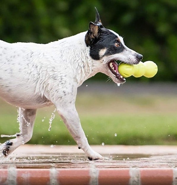 West Paw RUMPUS® Durable, Bouncy, Floatable Bone: Medium - Glad Dogs Nation | ALL Profits Donated
