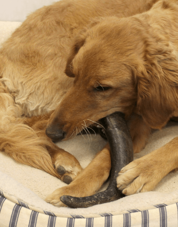 WILD EATS Water Buffalo Horn: Medium, Large, XLarge Dogs - Glad Dogs Nation | ALL Profits Donated