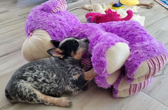 XXLarge Stuffed Dog Toys: 20"+ Squeaky and No Squeak - Glad Dogs Nation | ALL Profits Donated