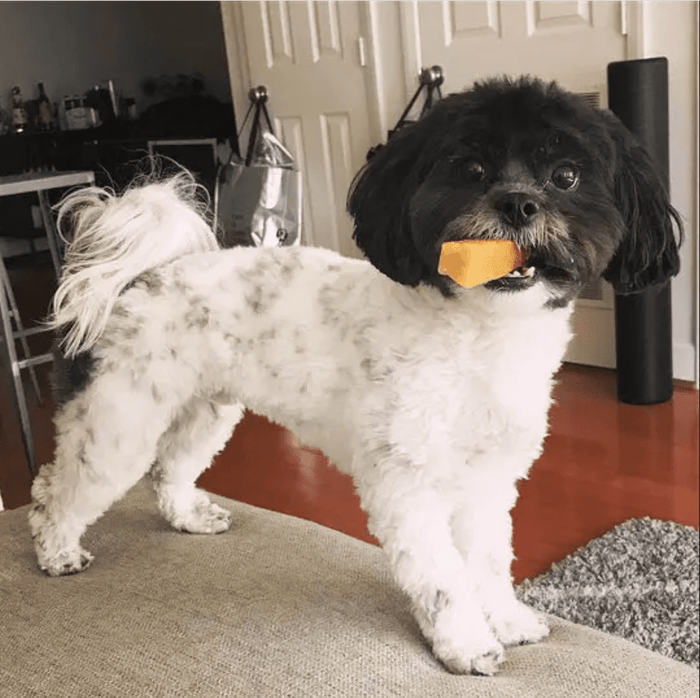 Yeti Dog Chew Medium Yak Cheese Chew for Dogs up to 45 lbs: Single & 2 Pack - Glad Dogs Nation | ALL Profits Donated