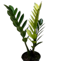 Zamioculcas 'Chameleon' plant in dark pot, glossy green and light-green leaves