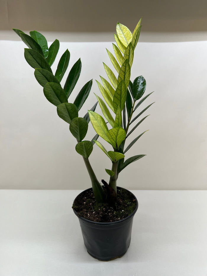 Zamioculcas 'Chameleon' plant in black pot, mix of dark and pale green leaflets