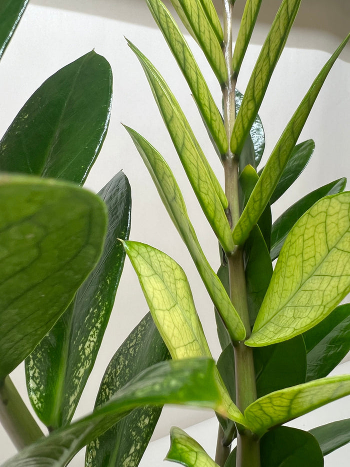 Zamioculcas 'Chameleon' leaf clusters with light-green new growth and dark green leaves